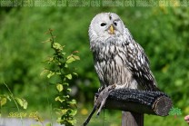Der Uhu beeindruckt durch seine großen Augen, Federohren und kräftigen Fänge. (Bild: Natalia Siedler)