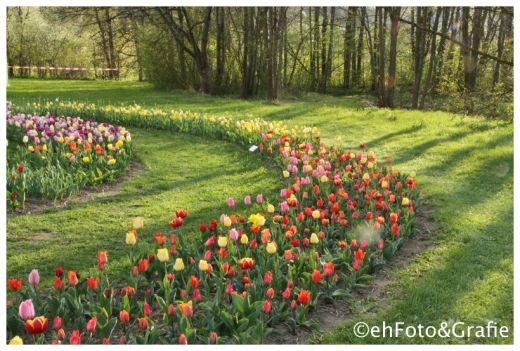 Samen-Fetzer Tulpenfeld